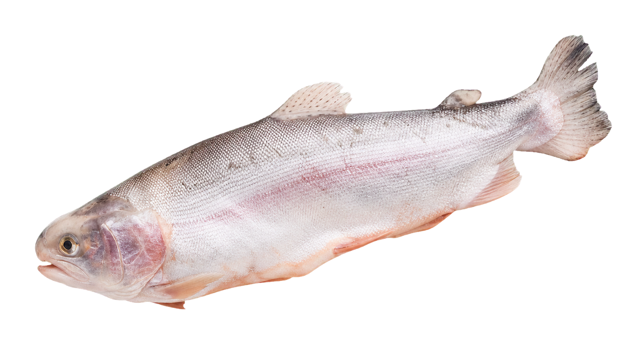 Seafood wholesale collection